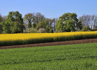 Środki ochrony roślin zapewniają bezpieczną żywność w niskich cenach