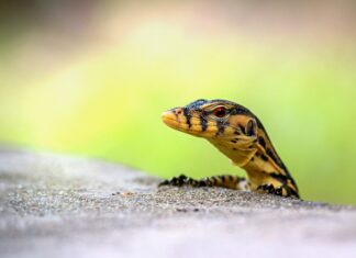 Jak monitorować realizacją podstawy programowej? Jak monitorować realizacją podstawy programowej?