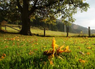 Ile trzeba mieć procent na ocenę 2?