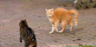 Jak uniemożliwić wzięcie pożyczki na moje dane?