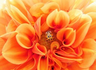 Jak sprawdzić czy realizowany przez nauczyciela plan dydaktyczno wychowawczy jest efektywny?