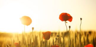 Co to jest pole w bazie danych? Co to jest pole w bazie danych?