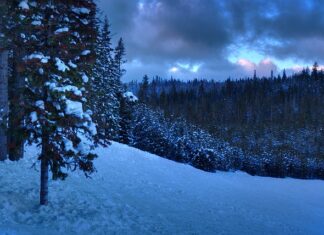Jaki tytuł ma osoba z licencjatem?