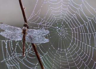 Jakie są pułapki cyfrowego świata?