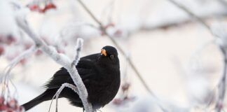 Na czym polega działanie mechanizmu rynkowego?