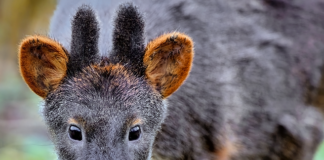 Jakie mogą być zagrożenia w Internecie?