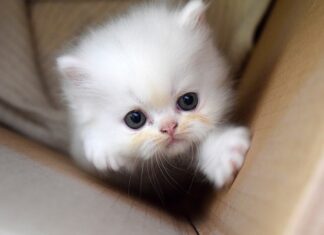 Co powinno się znaleźć w regulaminie pracy zdalnej?